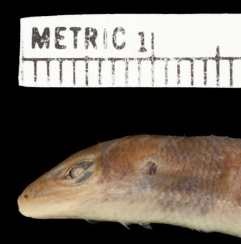 Media type: image;   Herpetology R-7677 Aspect: head lateral